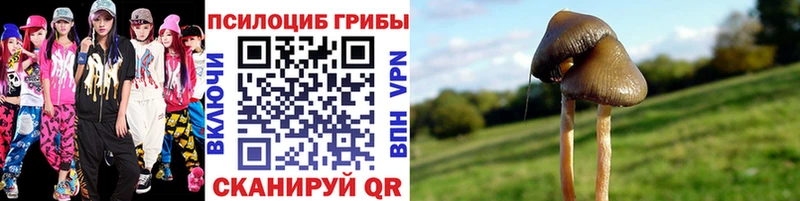 дарнет шоп  Давлеканово  Псилоцибиновые грибы GOLDEN TEACHER 